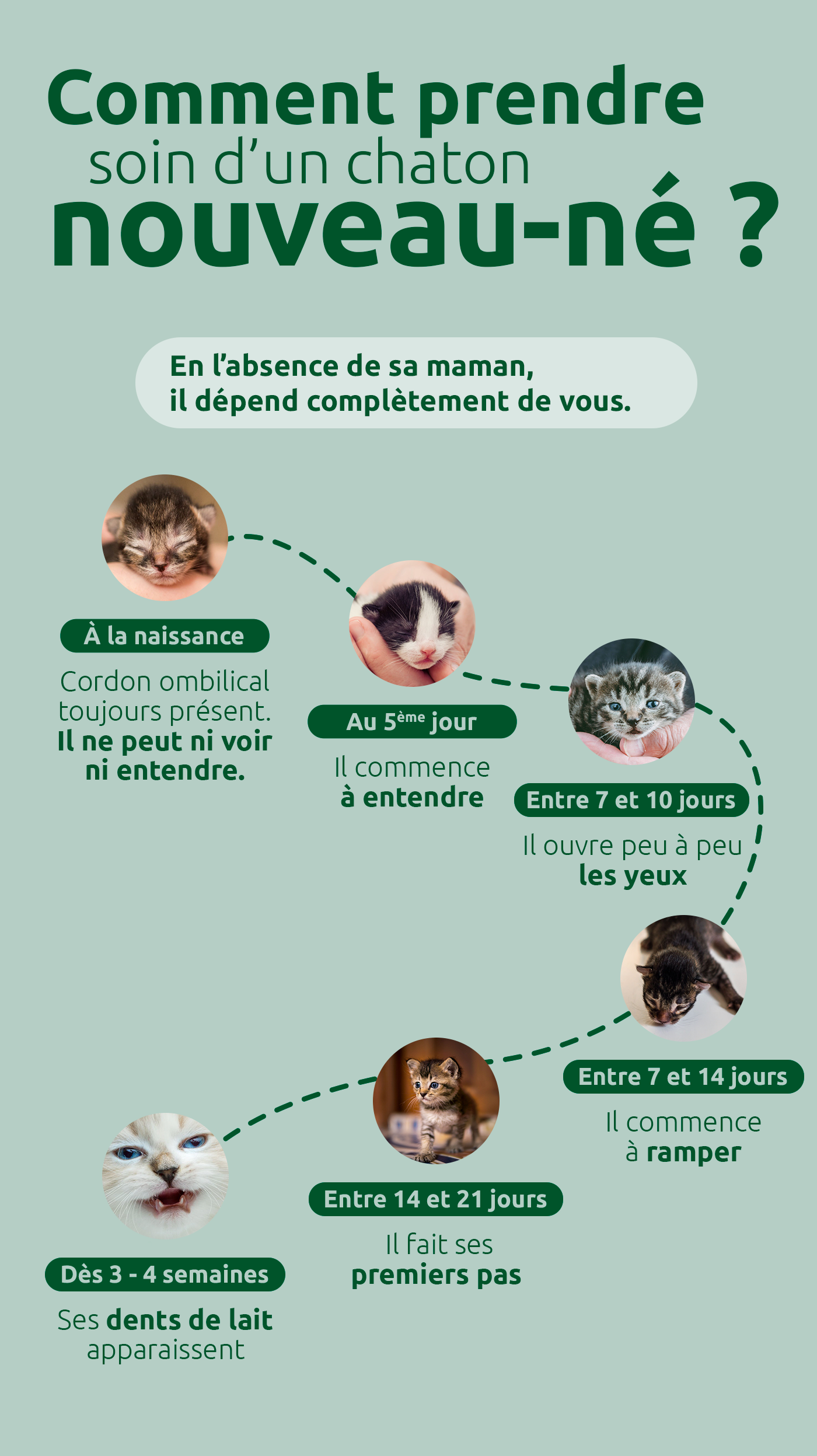 Comment prendre soin d'un chaton nouveau-né