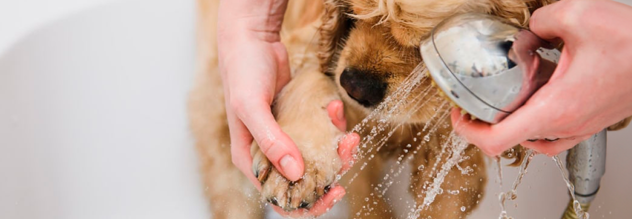 Image Link For Conseils élémentaires d’hygiène si vous vivez avec un chien ou un chat