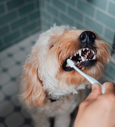 Image Link For Nettoyer les dents d&rsquo;un chien : guide