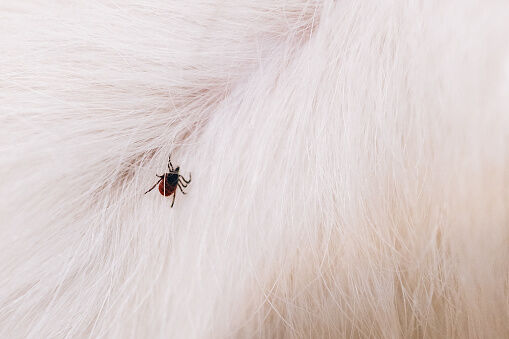Tique sur le chien