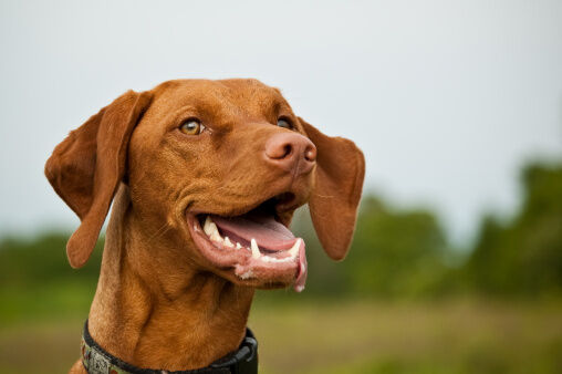 Gros plan d'un chien