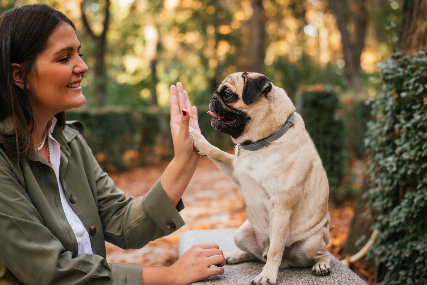 Un carlin donne sa patte à son pet parent