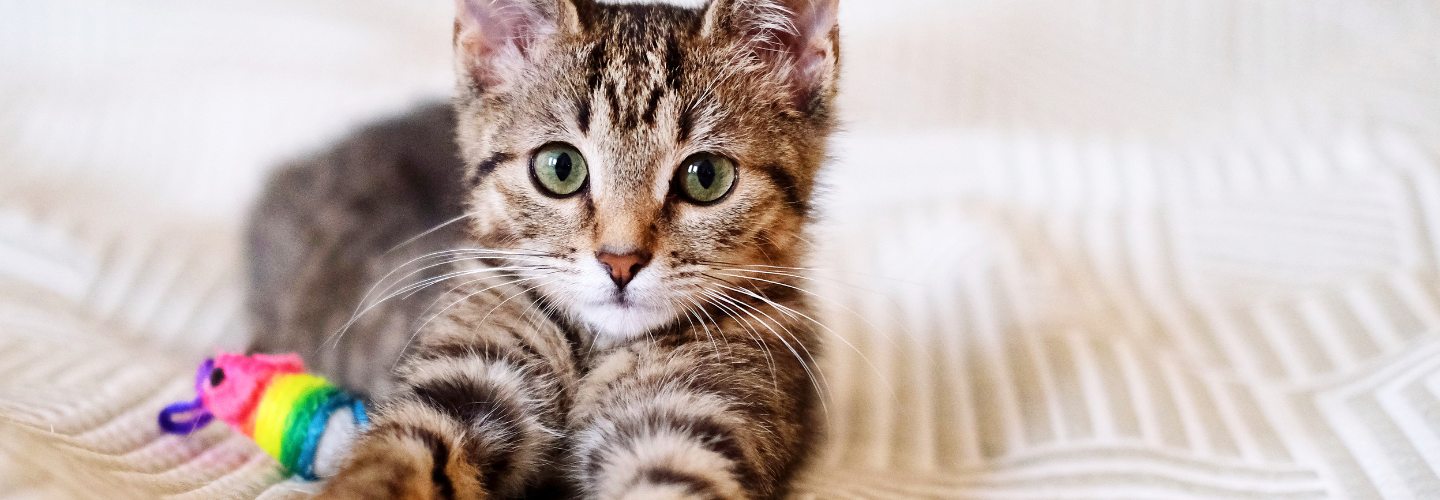 2025: 80 idées de noms de chat en A