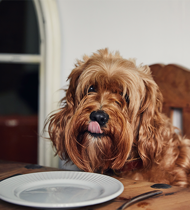 Image Link For Quels aliments sont bons pour les chiens ?
