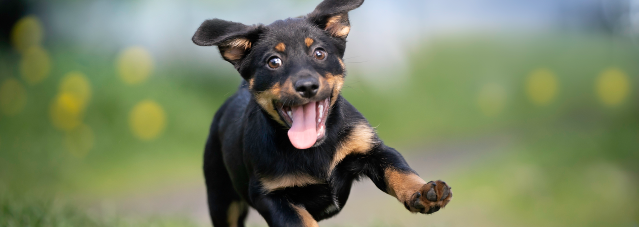 préparer votre maison pour votre chiot