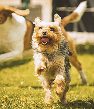 Image Link For Canisite : impacts sur le chien