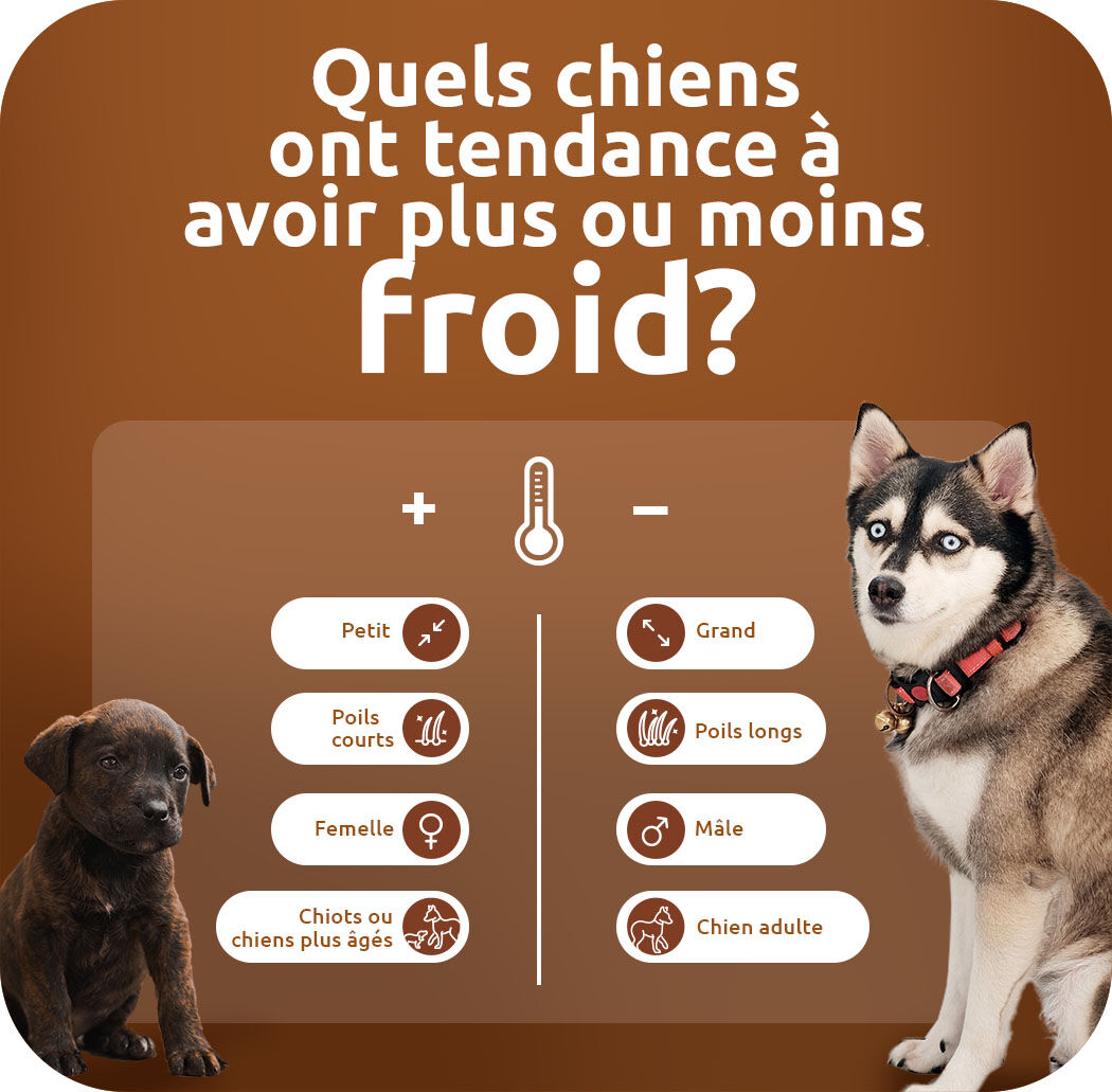 quels chiens ont tendance a avoir plus ou moins froid