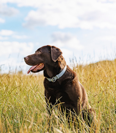 Image Link For Tiques chez les chiens : guide complet pour les pr&eacute;venir et les traiter