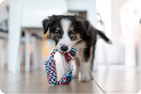 chien avec un jouet
