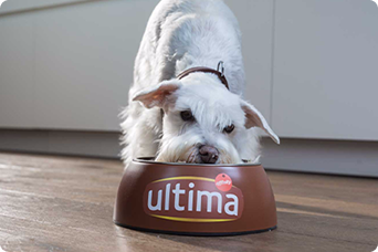 Nourriture Ultima pour petit chiens