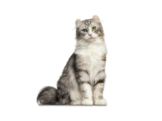 American curl