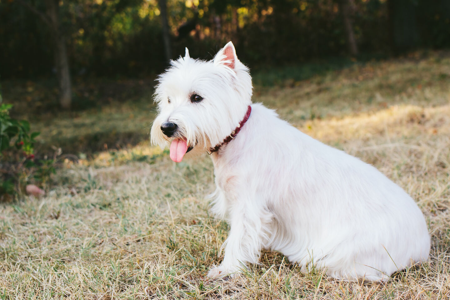 West Highland White Terrier assis sur l'herbe