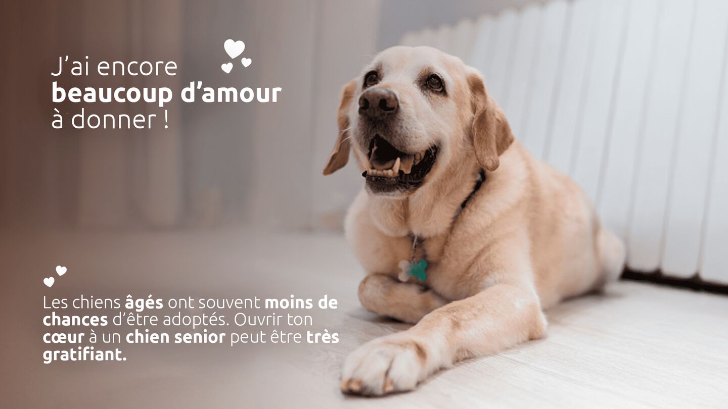 Adopter un chien âgé