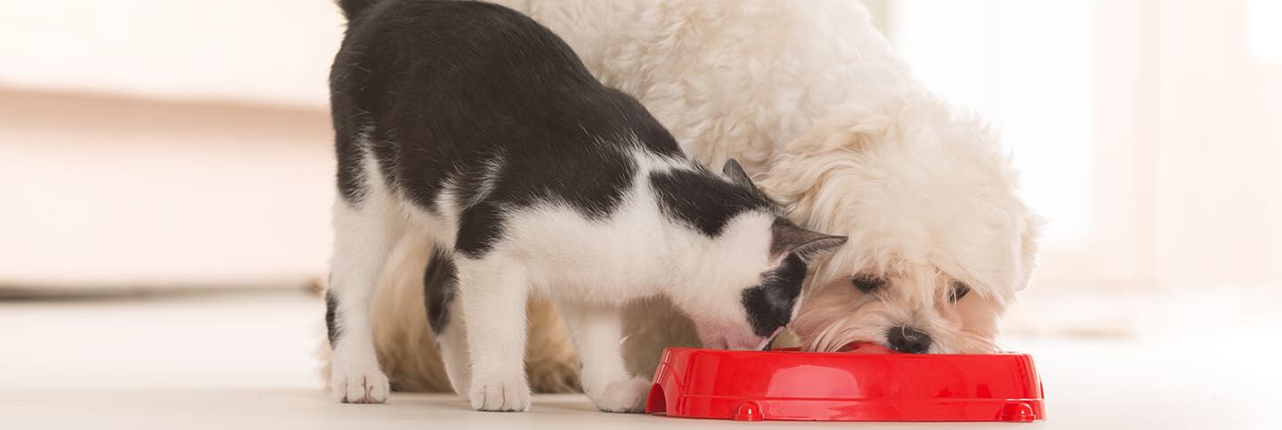Chien et chat: les croquettes peuvent-elles être partagées ?