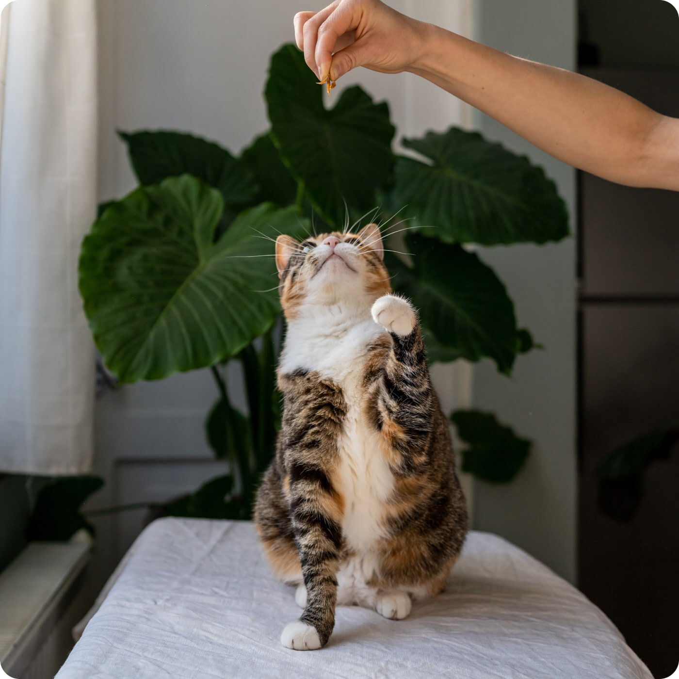 chat qui joue