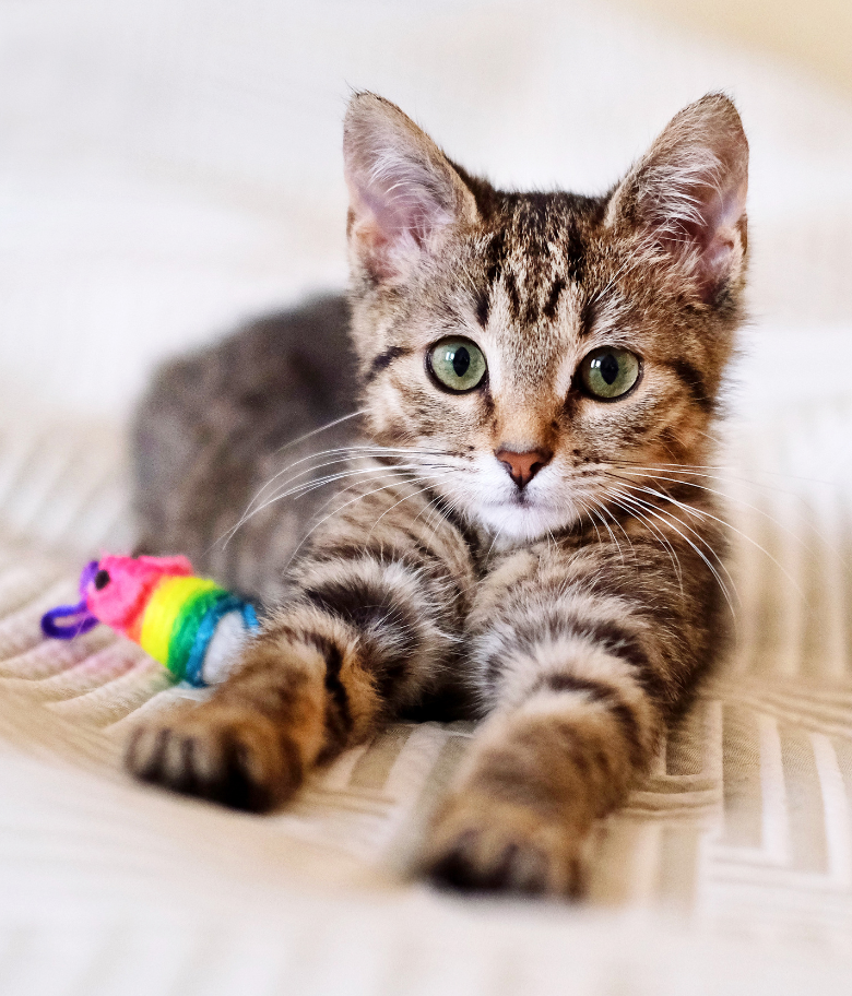 Image Link For 80 prénoms de chat qui commencent par A