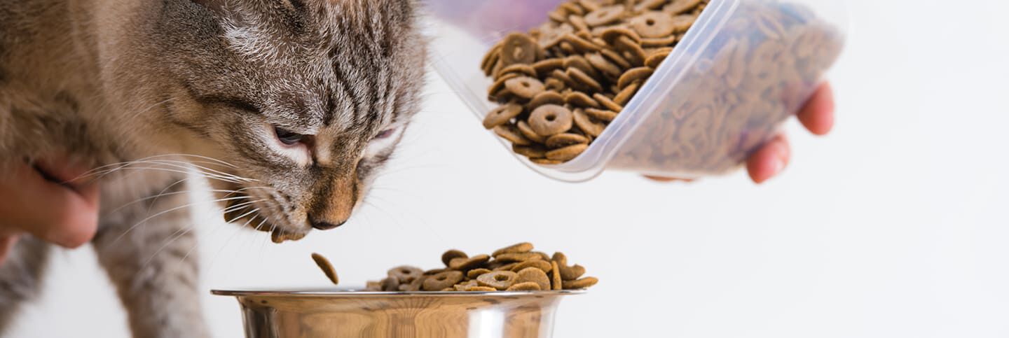 De quelle quantité de nourriture mon chat d’intérieur a-t-il besoin ?