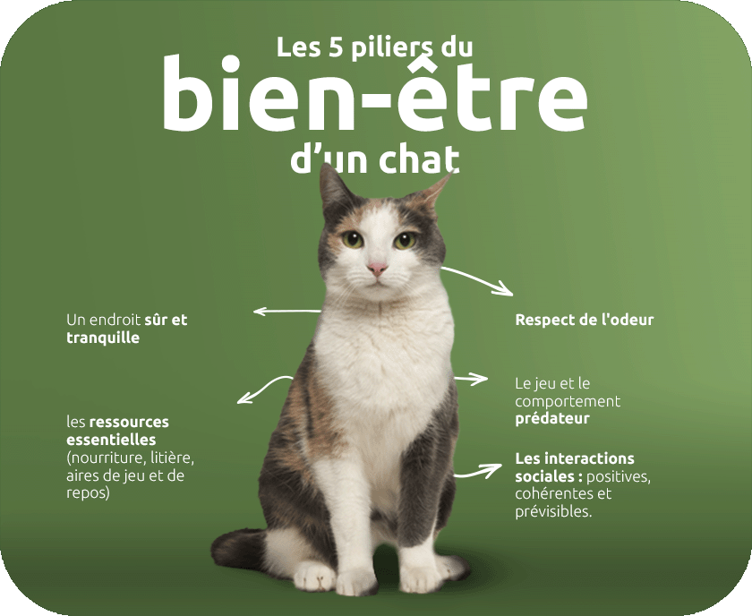 Les cinq piliers du bien-être de notre chat