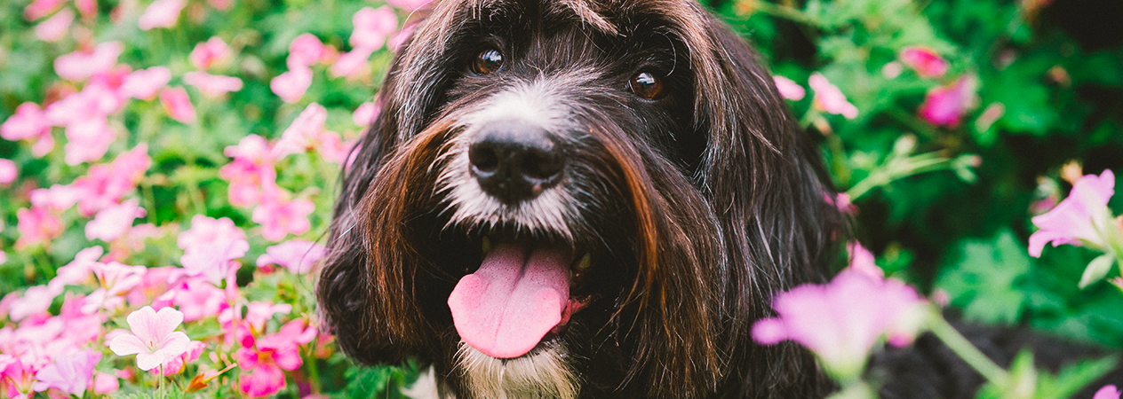 Problèmes liés au printemps chez le chien