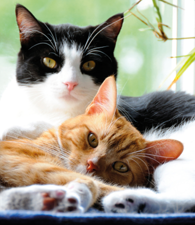 Image Link For Chat mâle ou femelle : comment les différencier