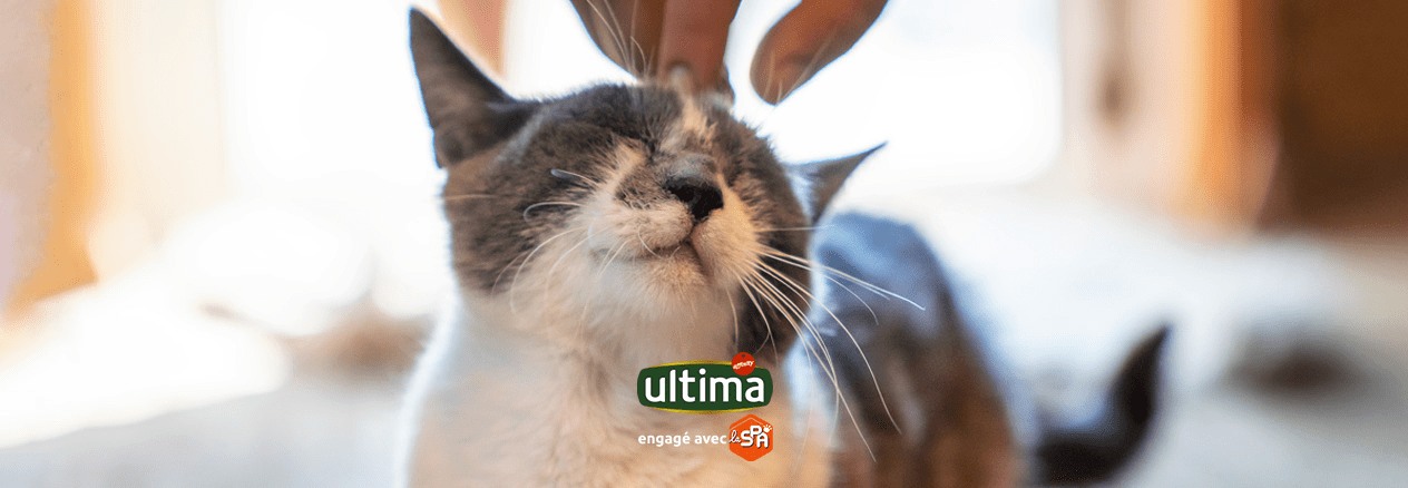 Vous êtes sur le point d'accueillir votre nouveau chaton ?