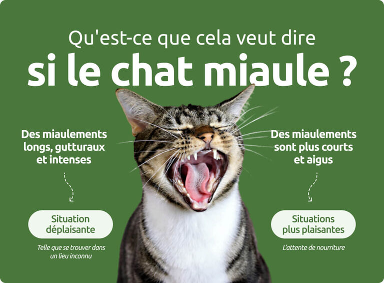Qu'est-ce que cela veut dire si le chat miaule