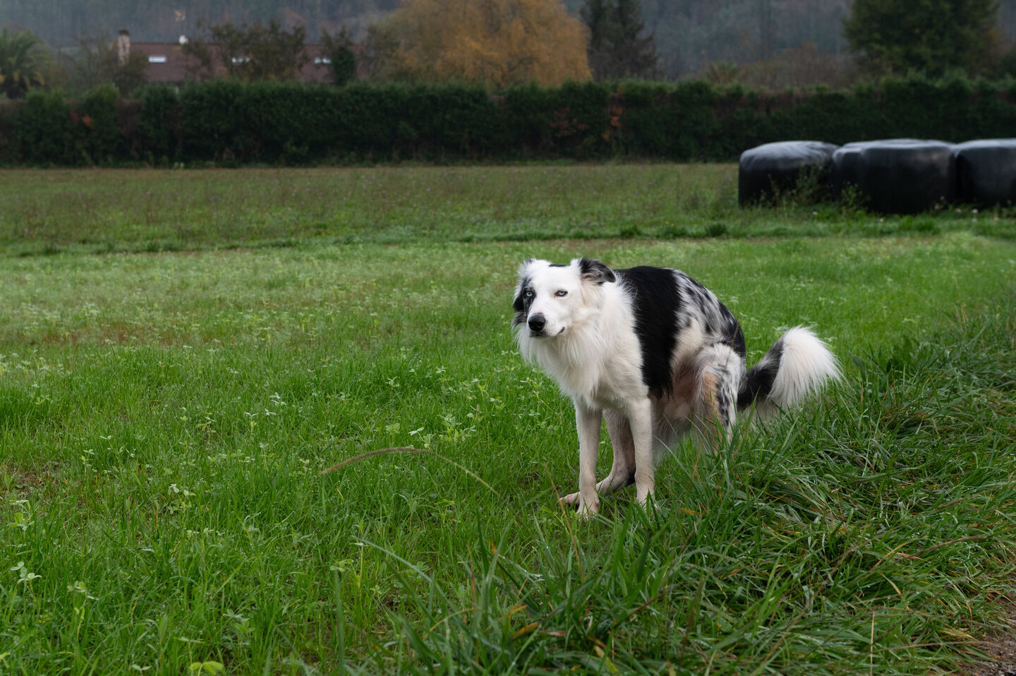 Chien noir et blanc sur l'herbe