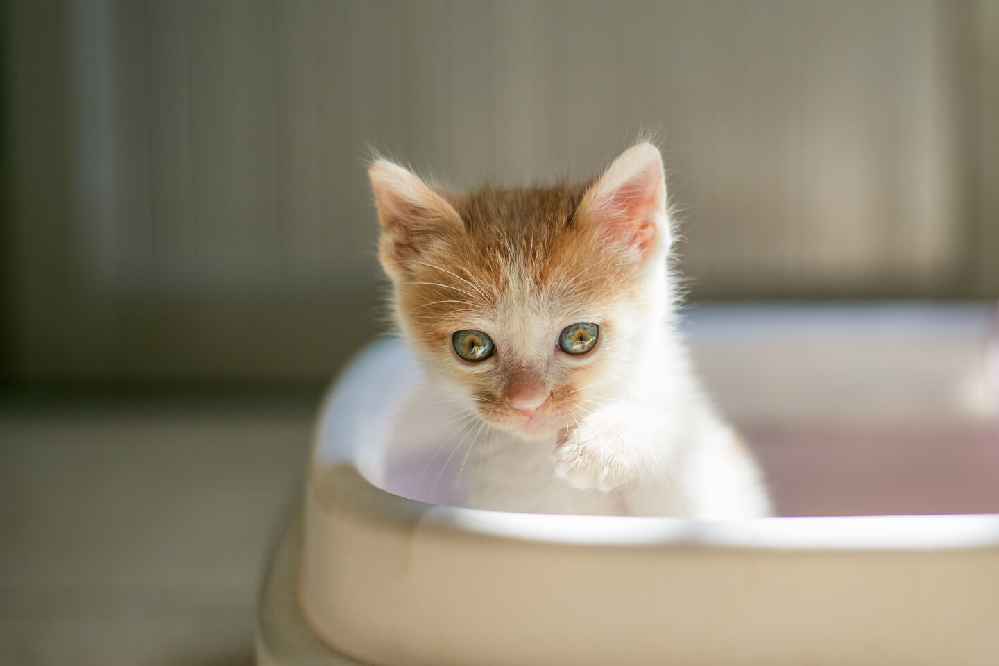 Trouvez le nom de chat en A le plus approprié 