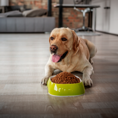 Image Link For Quels sont les avantages des croquettes allégés pour les chiens ?