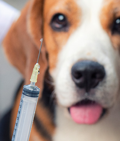 Image Link For Vaccins du chien : le bon calendrier