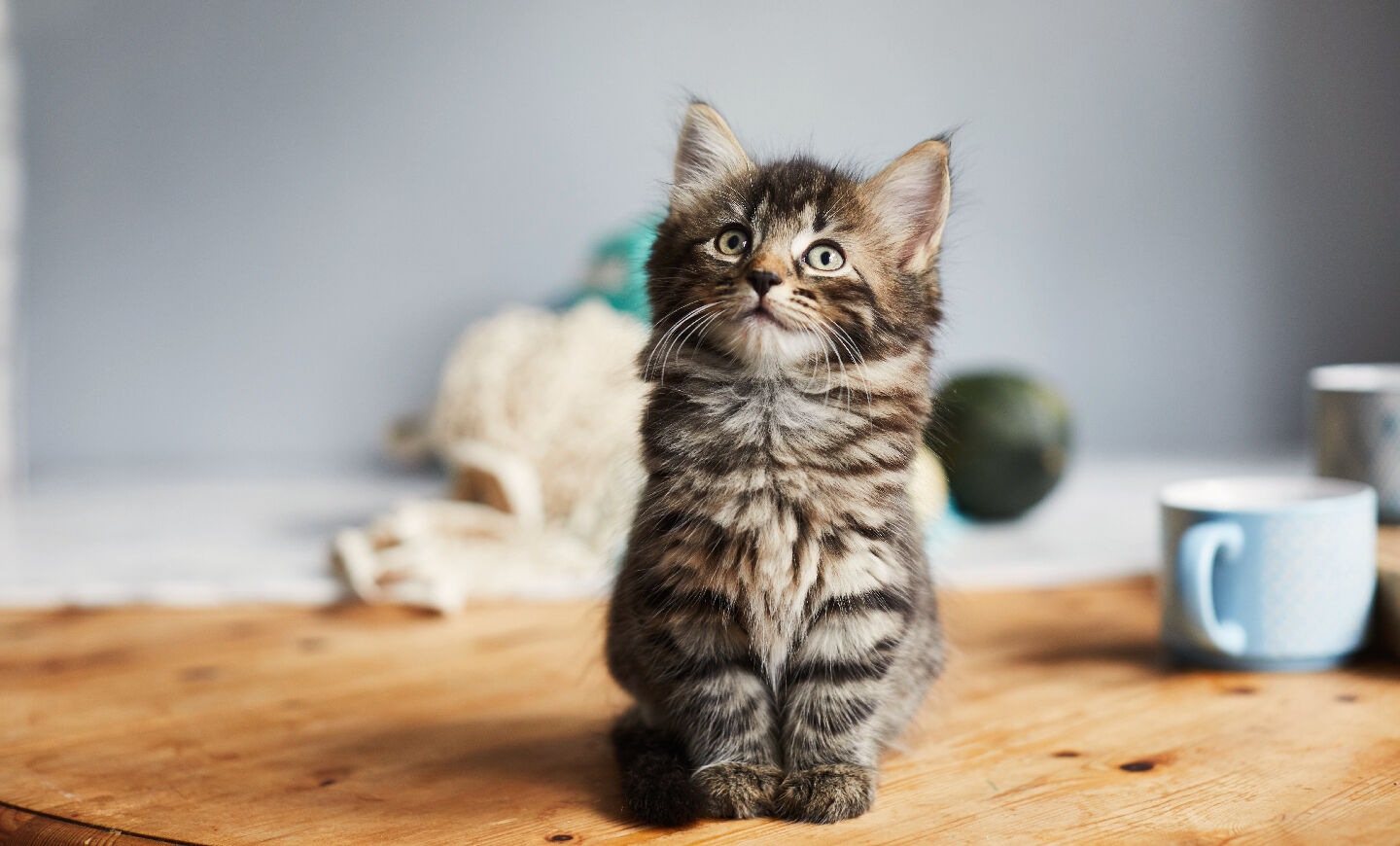Les 100 premiers jours avec votre chat