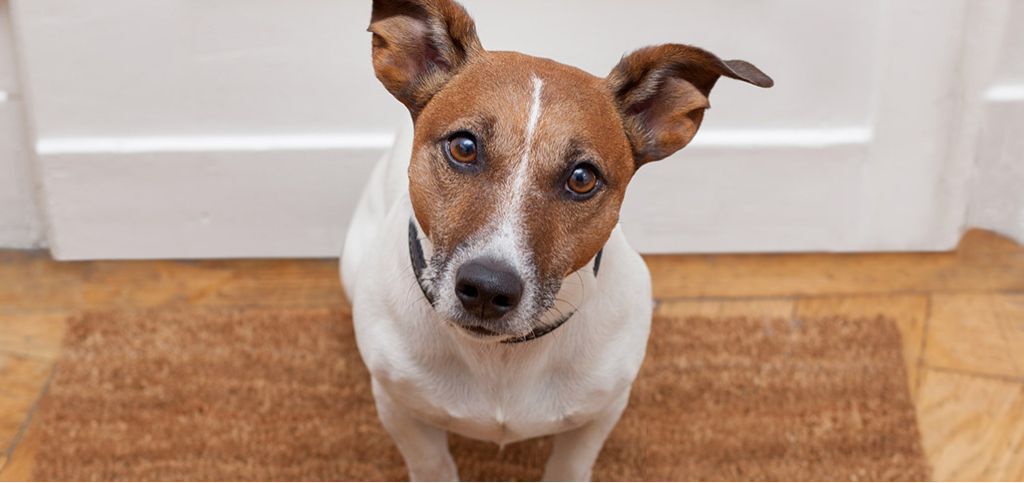 Adoption d’un chien : tout ce que vous devez savoir