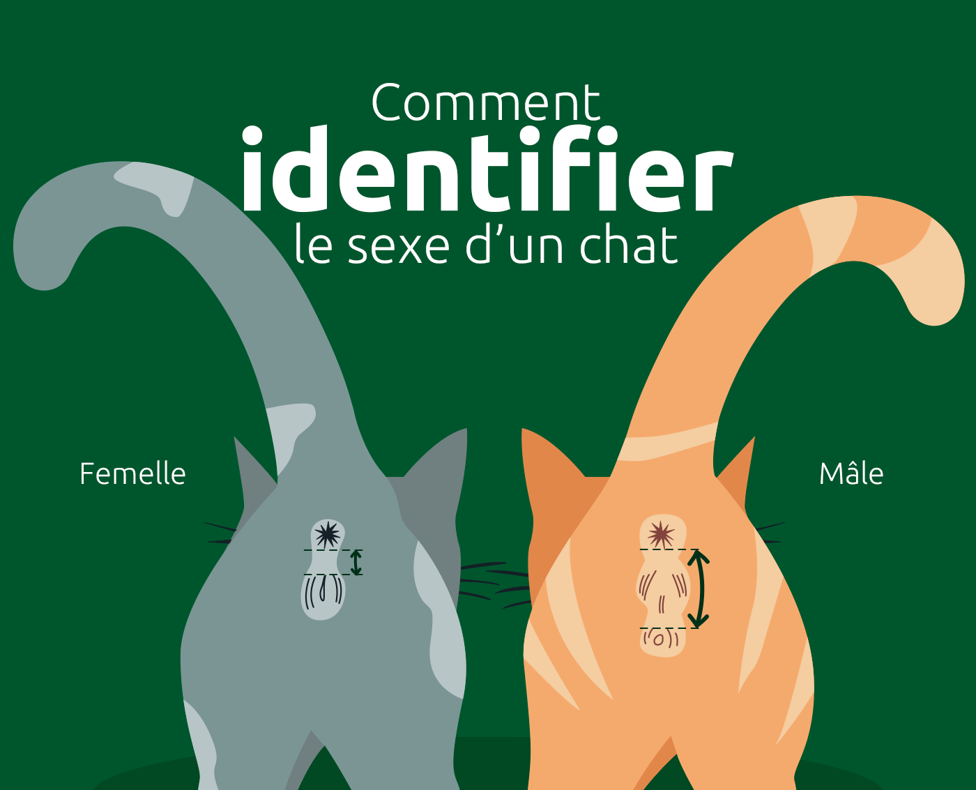 Identificar el sexo de un gato