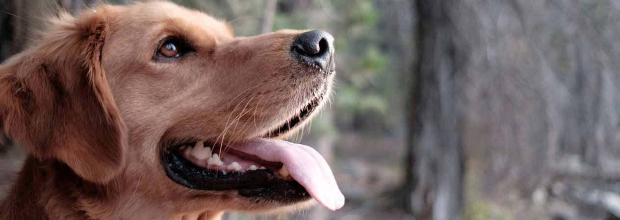 Chien
