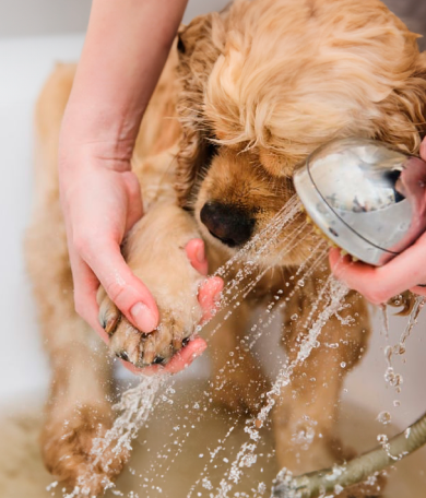 Image Link For Conseils &eacute;l&eacute;mentaires d&rsquo;hygi&egrave;ne si vous vivez avec un chien ou un chat