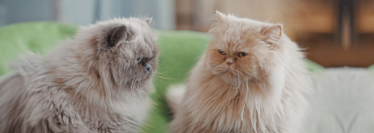 Le miaulement des chats