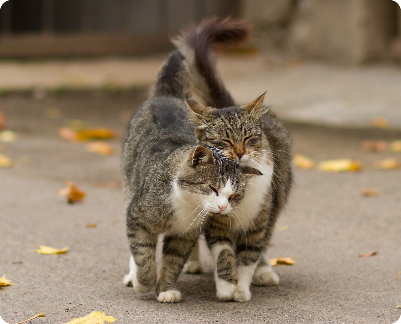 Deux chats