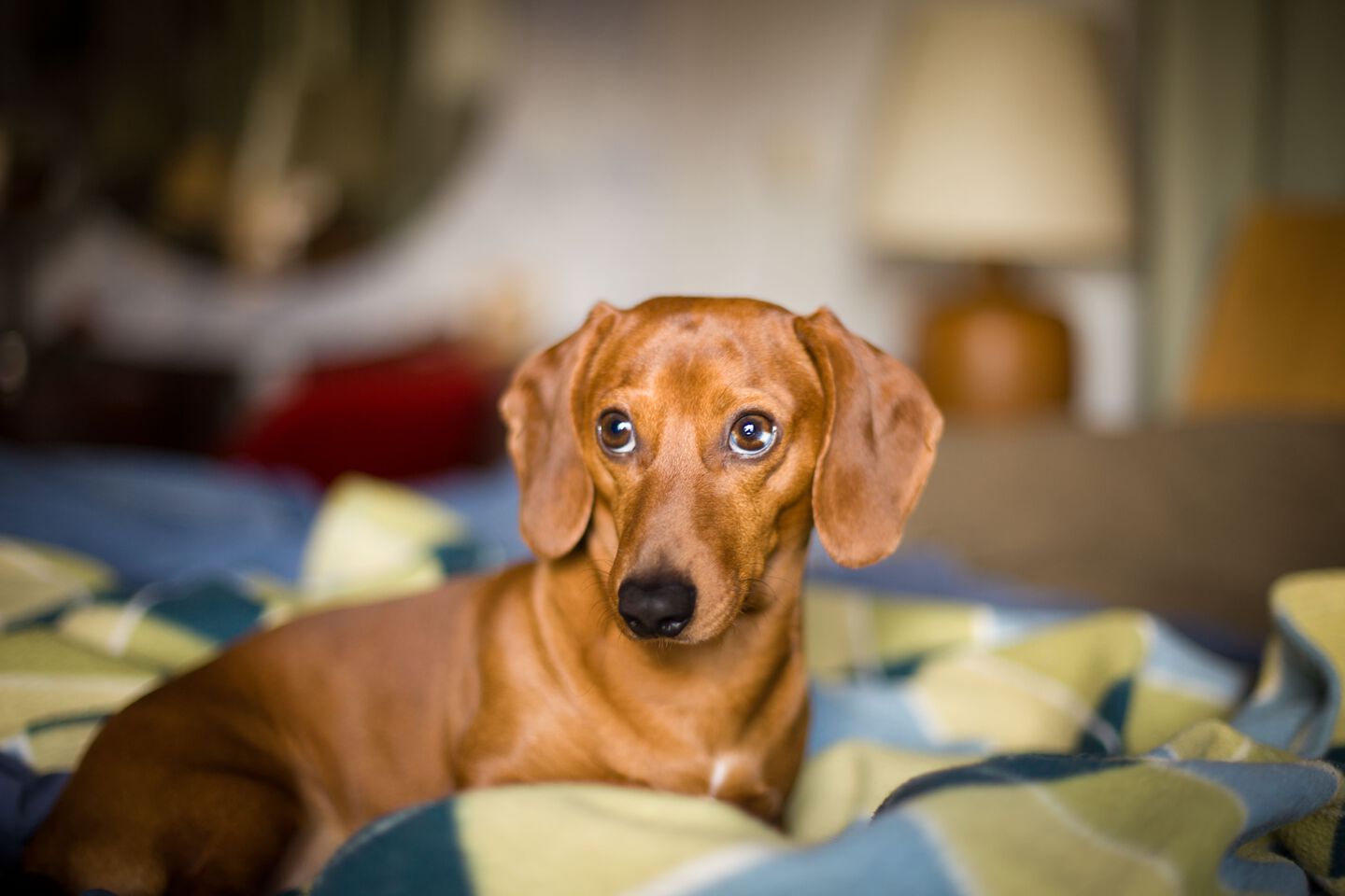 Chien couché sur une couverture