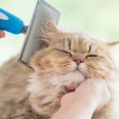 Image Link For Pellicules du chat. Causes et solutions pour les éliminer