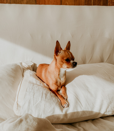 Image Link For Nom de chien en C : id&eacute;es originales