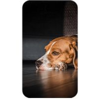 chien apathique