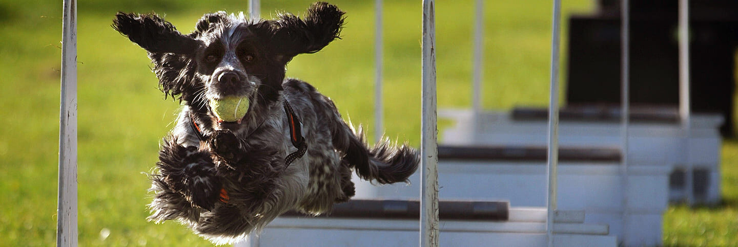 Flyball pour chiens