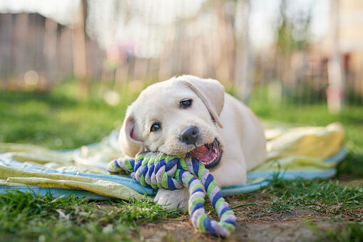 Chien mordant un jouet