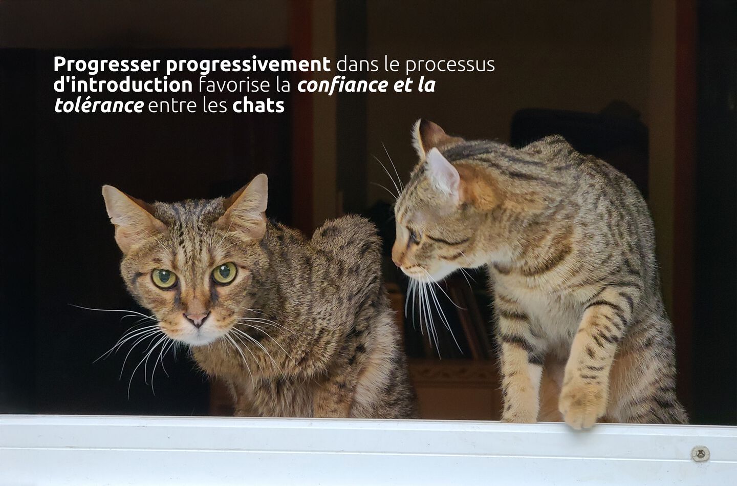 Introduction progressive d'un chat dans la maison