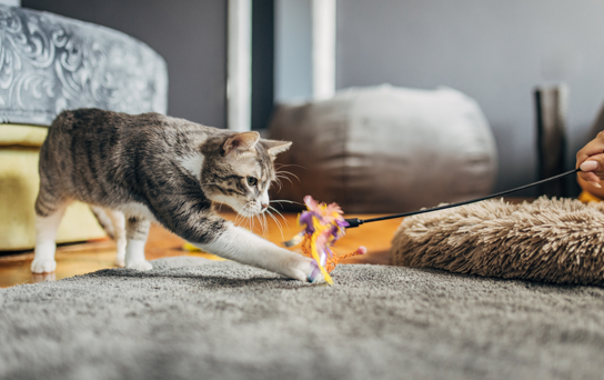 Chat jouant