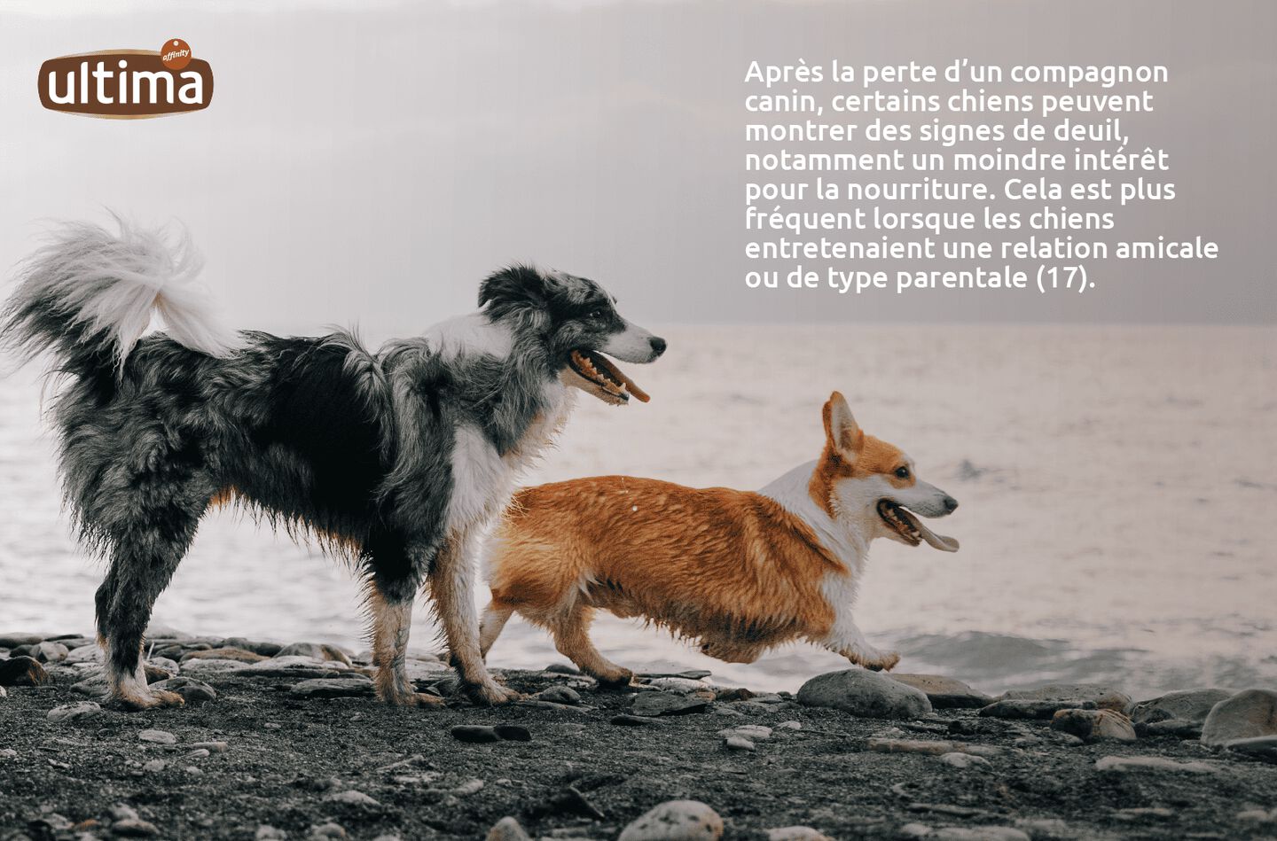 Deux chiens courant joyeusement sur la plage. 