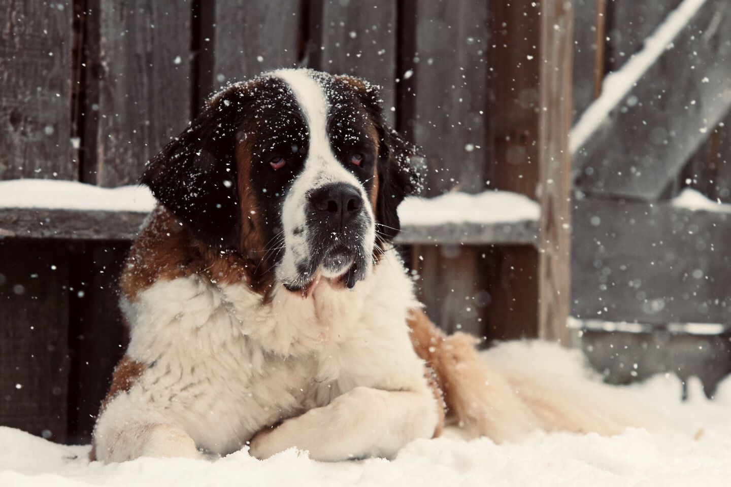 Saint-Bernard