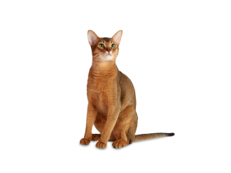 Gatto Abissino