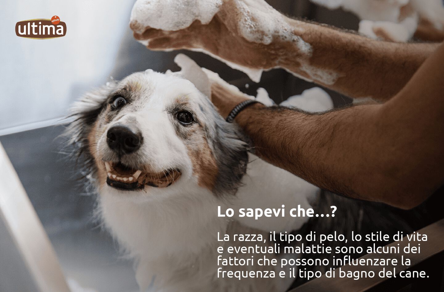 Immagine di un cane di taglia media marrone e bianco nella vasca da bagno. Testo: &ldquo;Lo sapevi che&hellip;? La razza, il tipo di pelo, lo stile di vita e eventuali malattie sono alcuni dei fattori che possono influenzare la frequenza e il tipo di bagno del cane&rdquo;.