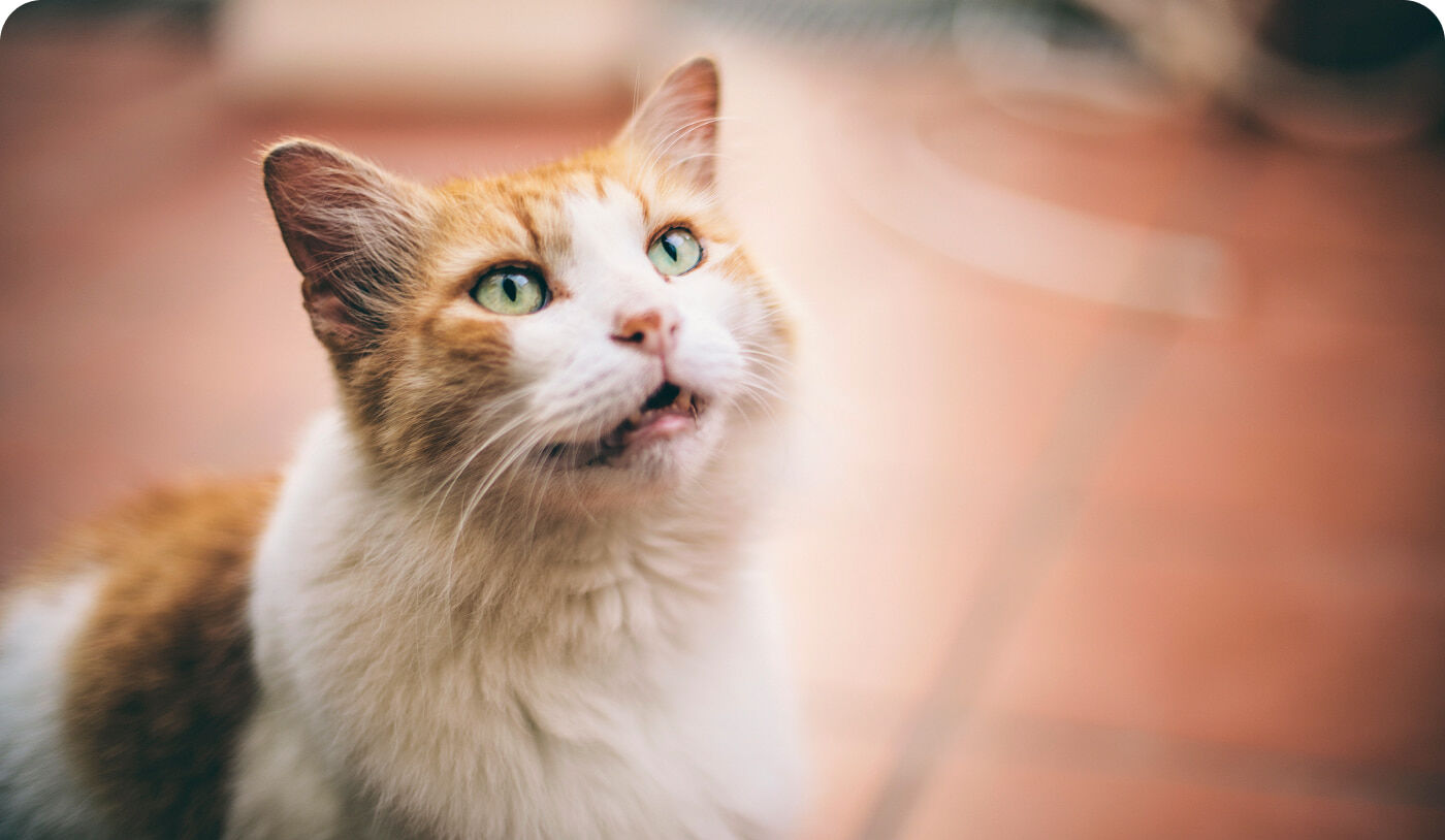 Che cosa vuole dire il tuo gatto quando miagola? | Ultima, image size:1400x814